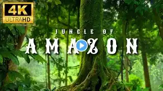 Amazon Rainforest 4K - Wild Wonders of the Jungle - Nature's Hidden Creatures - Relaxing Film