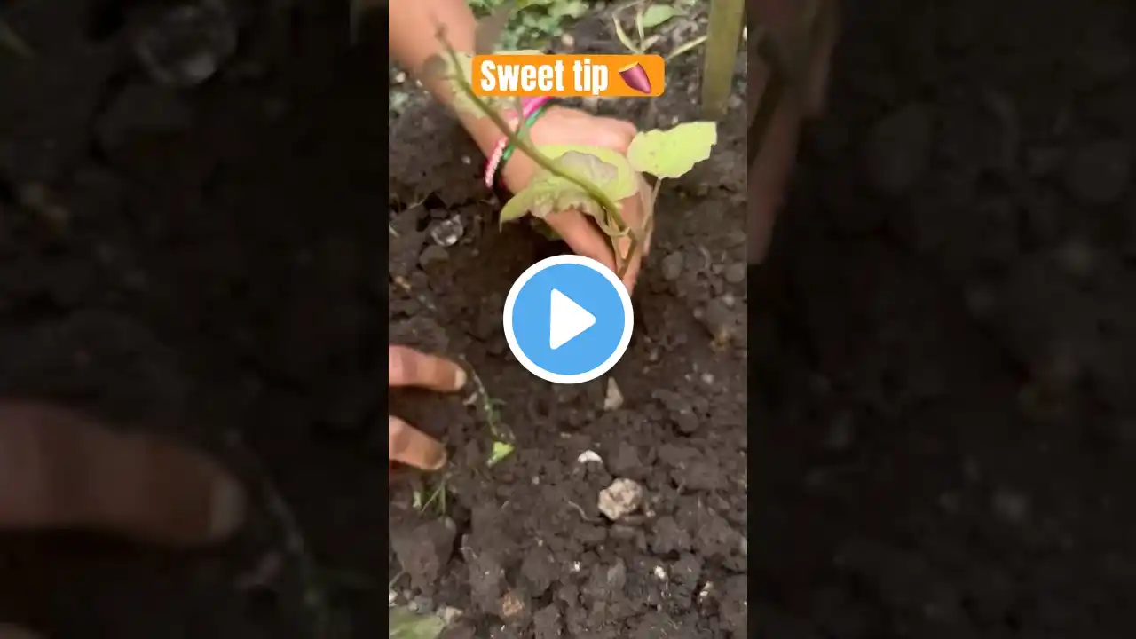 Tips and tricks to grow Sweet Potatoes #viraltips #farming #telugushorts# #ytshortsviral