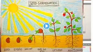 How to Draw Germination of Seed Diagram l Plant Life cycle Diagram Drawing Step by Step