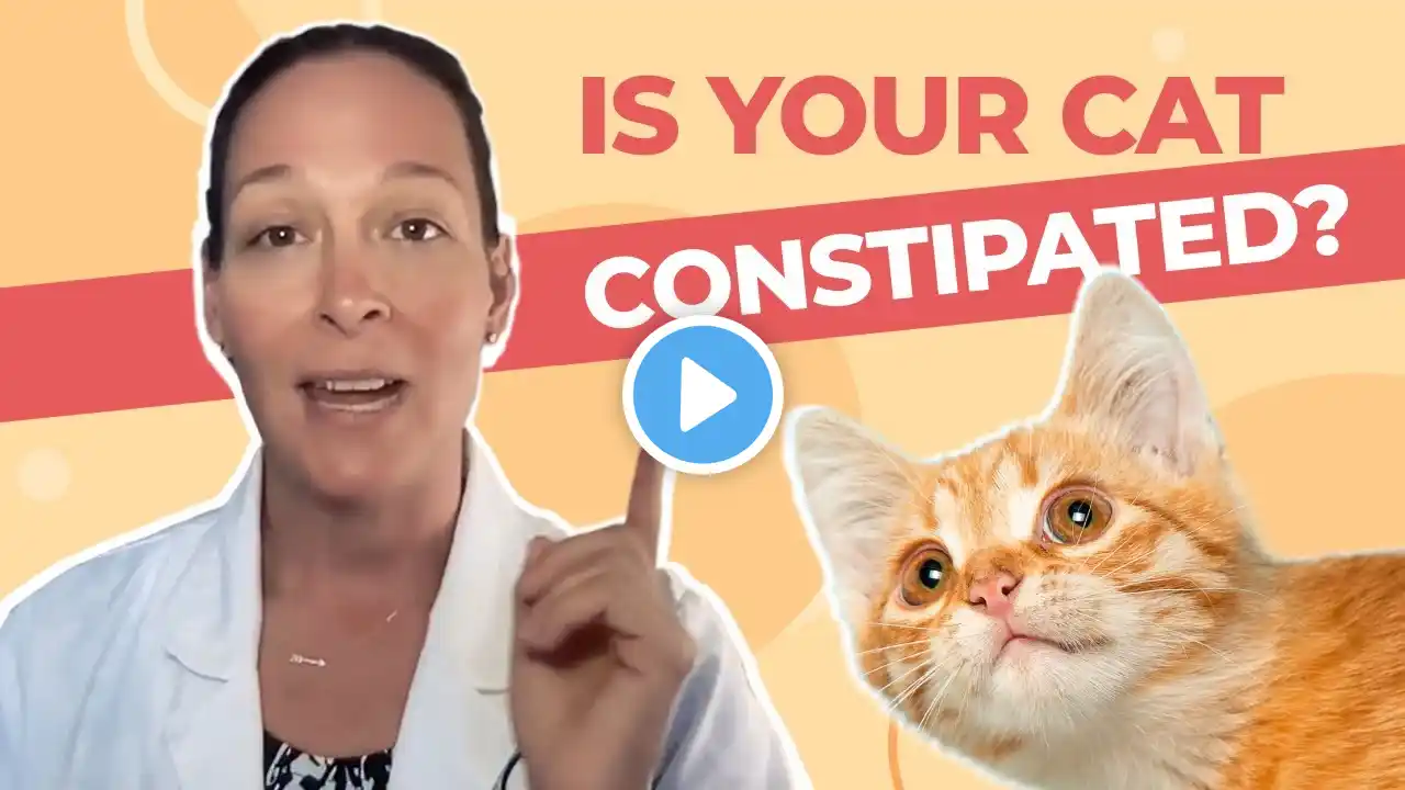 Is Your Cat Constipated? A Vet Explains How to Help