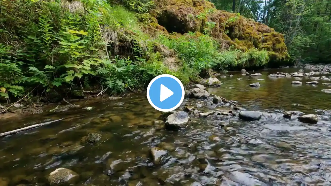 Escape Stress & Recharge | Peaceful River & Birdsong for Deep Relaxation (3 Hours)
