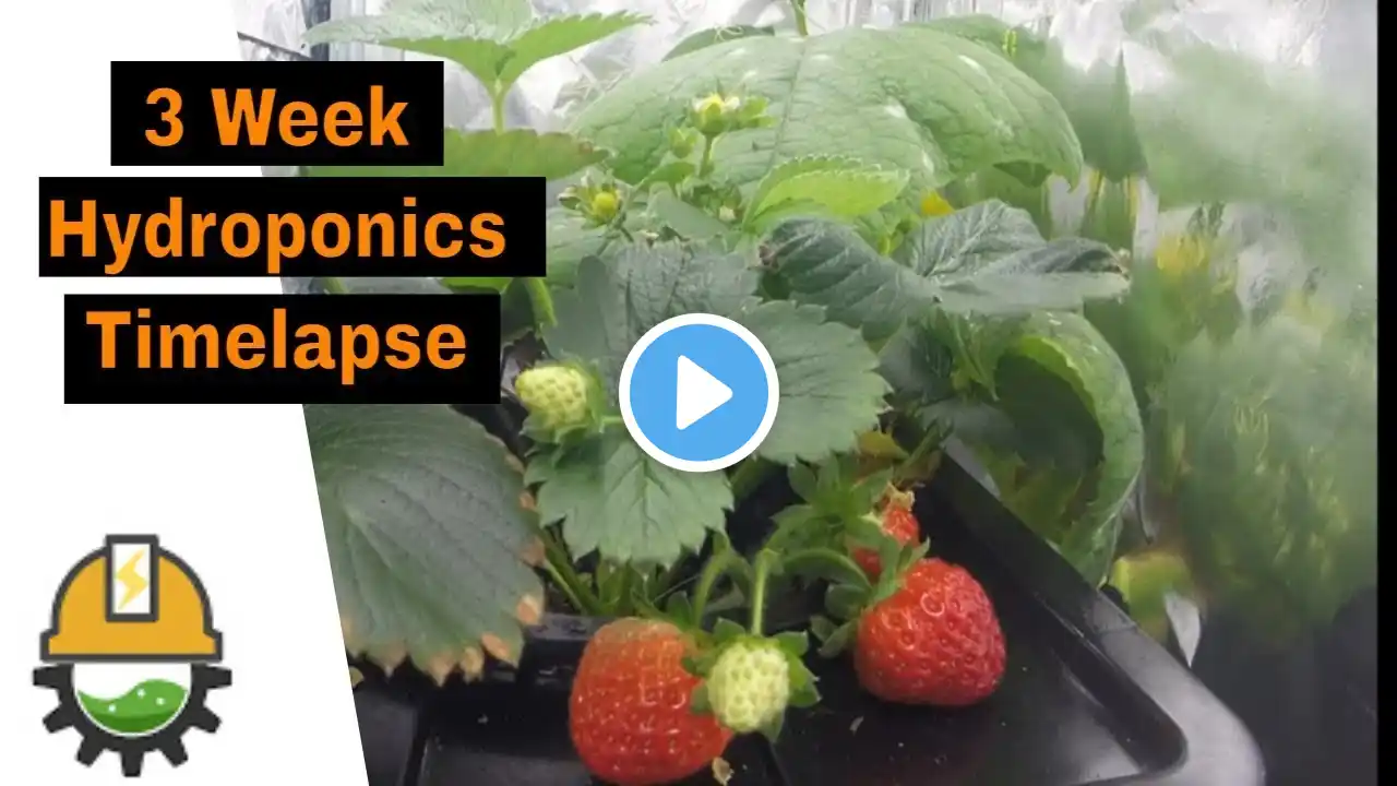 Strawberry Hydroponics Timelapse 🍓 - 3 Things to Learn