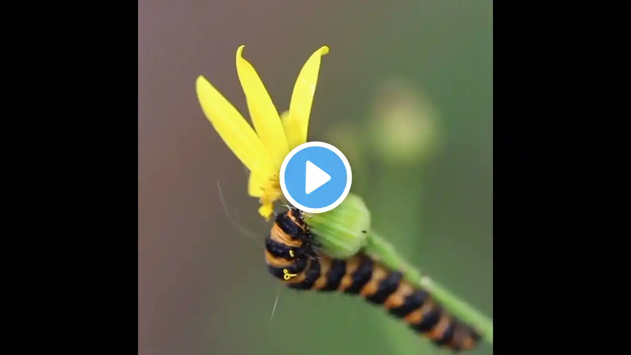 The very hungry caterpillar | Caterpillar #shorts #nature_love_vid