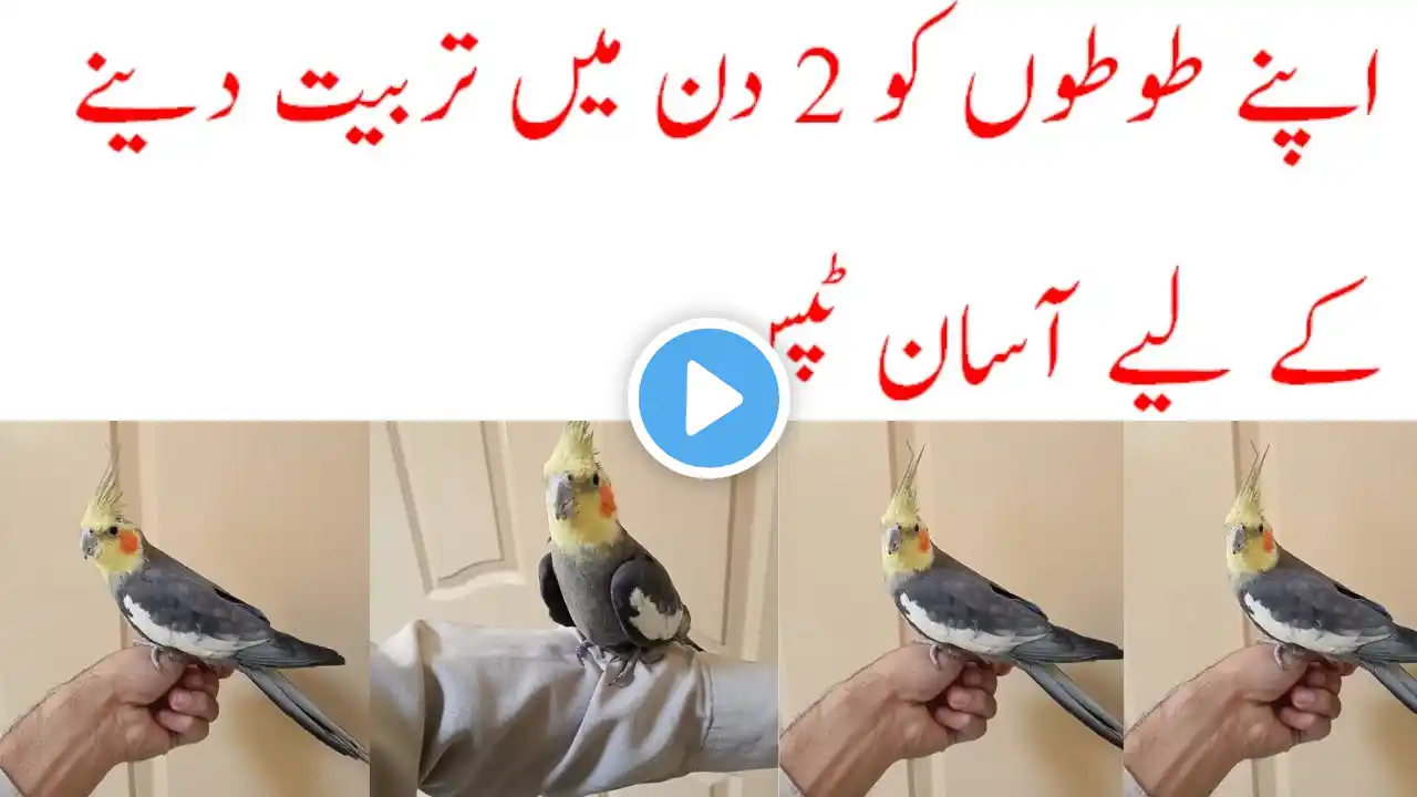 Parrots Ko Tame Krny Ki Khubsurat Tips || अपने तोते को कैसे प्रशिक्षित करें