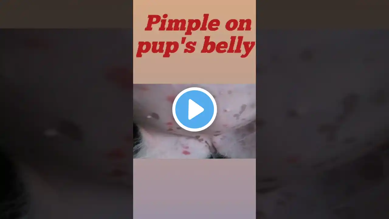 puppy ki belly par pimple ho jaye tho kya kare #trending #youtubeshorts #shorts #dog