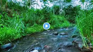 Flowing Water Stream – Calming Nature Sounds for Relaxation & Better Sleep