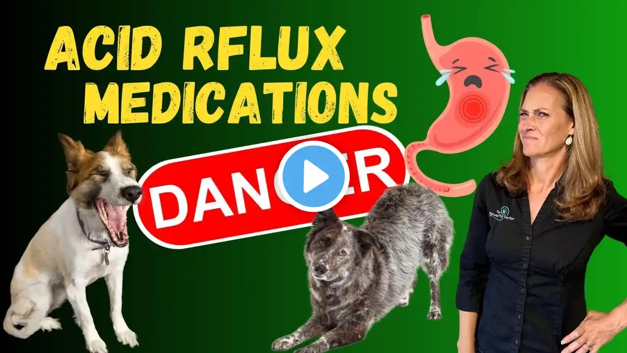 Natural Remedies for Acid Reflux in Dogs | Holistic Vet Tips