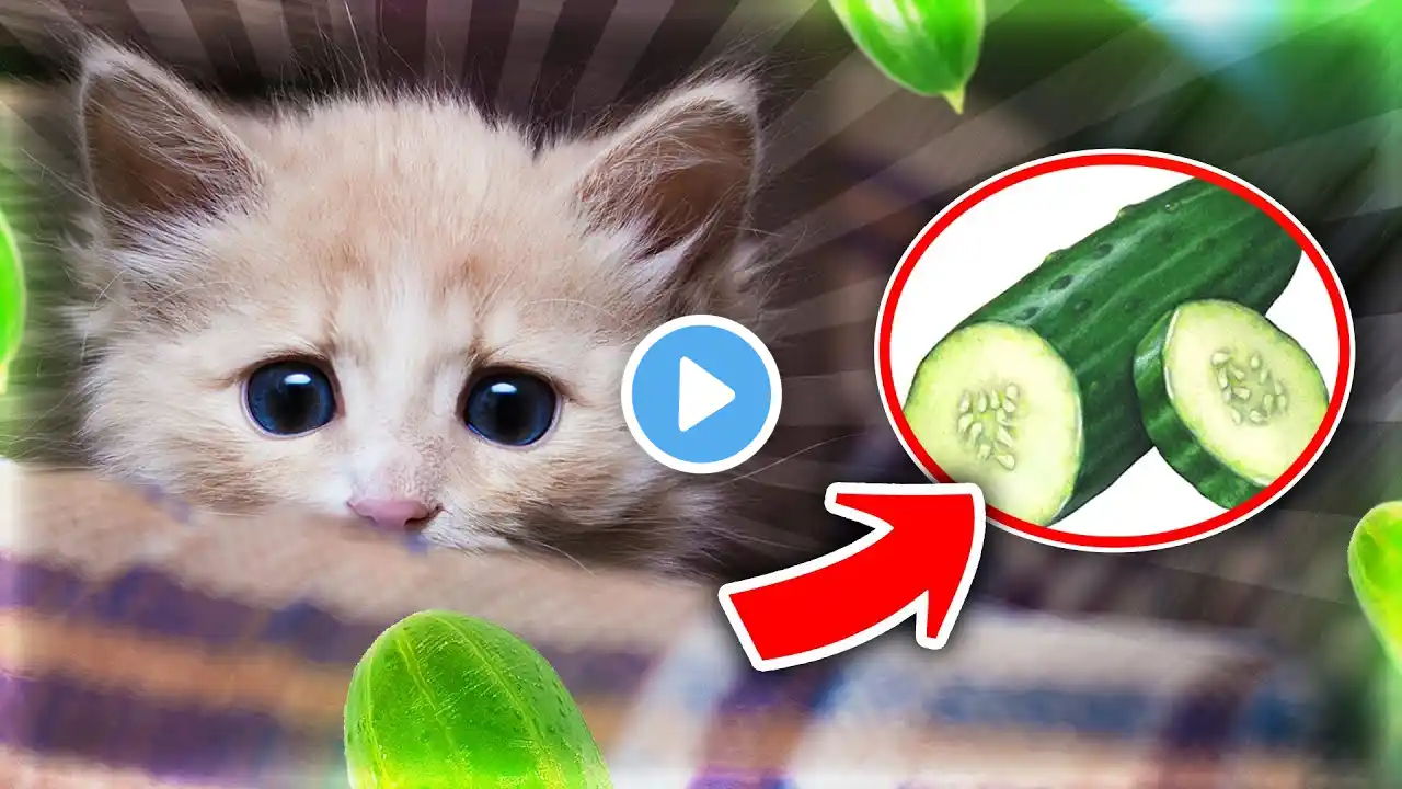 This Is Why Cats Are Afraid of Cucumbers (4 Reasons)