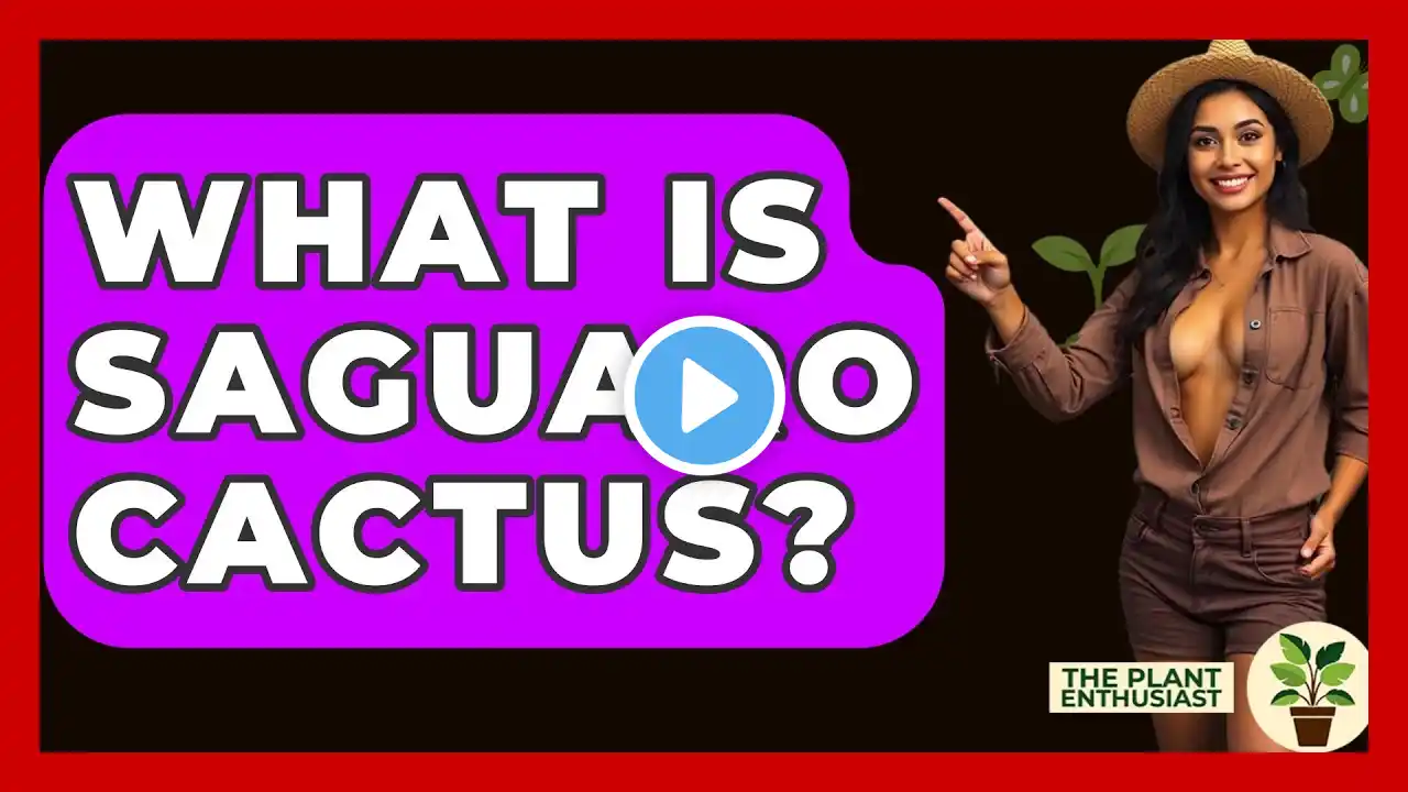 What Is Saguaro Cactus? - The Plant Enthusiast