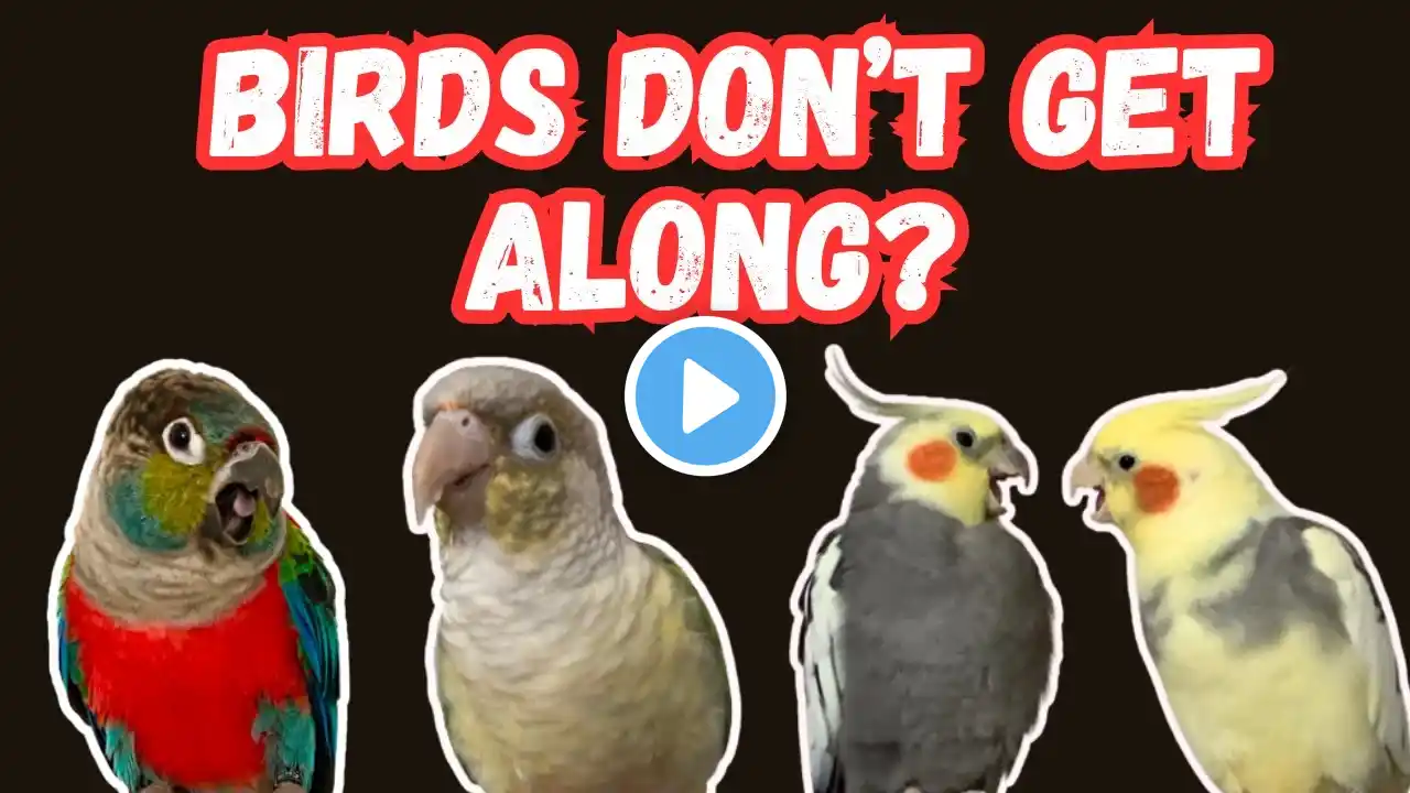 What To Do If Your Birds Hate Each Other | TheParrotTeacher