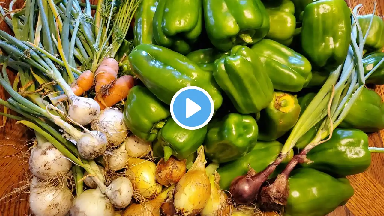 Big Pepper, Onion, Strawberry, And More Harvest Cold Climate Permaculture Food Forest