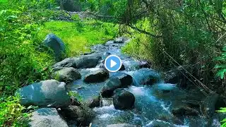 Nature Forest Sounds to Calm Your Body and Mind, Relaxing Calm Water flow for Meditation, Sleeping