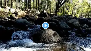 Forest River Sounds, Gentle Birdsong, Water Sounds with Birds Chirping, White Noise in Green Forest