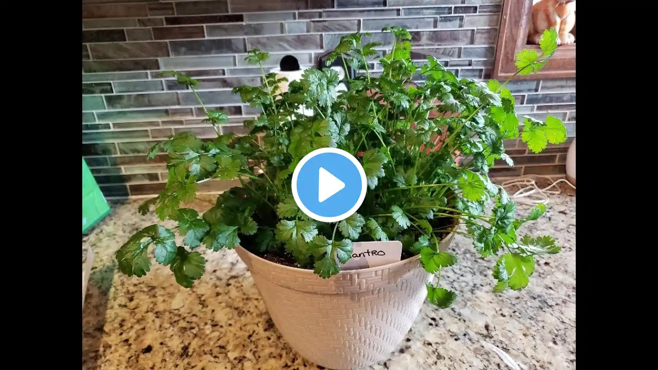 Pruning young cilantro to encourage bushing.