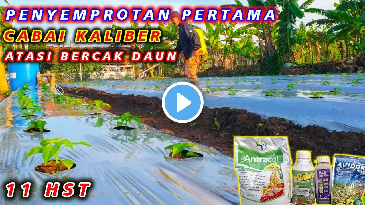 11 HST CABAI KALIBER - Penyemprotan Pertama Cabai | Cara Atasi Bercak Daun Dan Cegah Hama Thrips