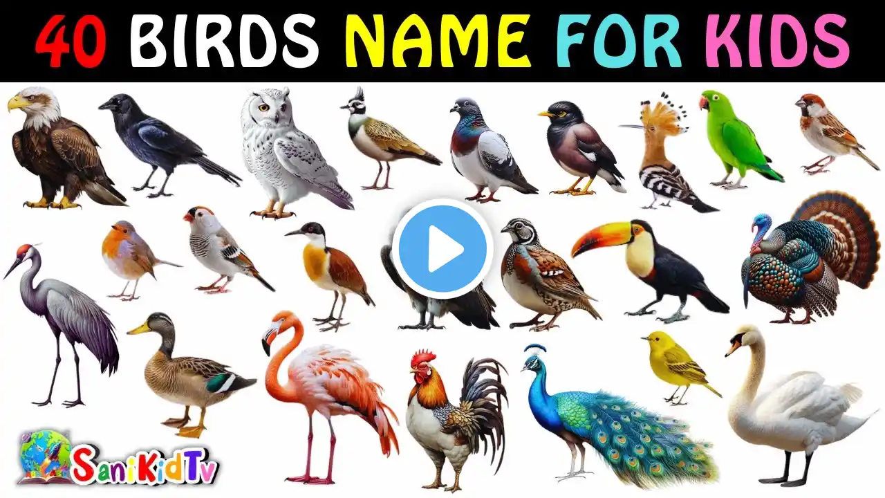 Birds Vocabulary | Birds Name In English With Pictures | Birds Name For Kids | Nursery Rhymes #birds