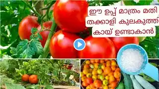 8 Easy tips to grow tomatoes at home || complete growing guide #tomatoes #organicfarming