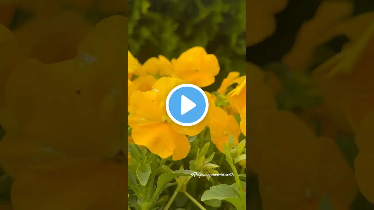 Amazing Morning View #shorts #short #youtubeshorts #viral #trending #shortvideo #ytshorts #video