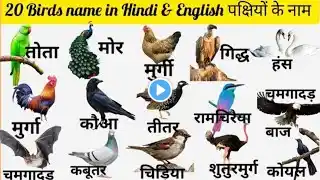 Birds names in english and hindi with pdf| ЁЯРФЁЯРжЁЯжЬрдкрдХреНрд╖рд┐рдпреЛрдВ рдХреЗ рдирд╛рдо |Birds name in hindi and englishред