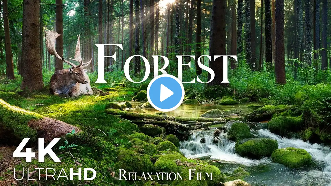 Lost in Forest 4K - Nature’s Purest Symphony & Ambient Bliss | Relaxation Film Ultra HD