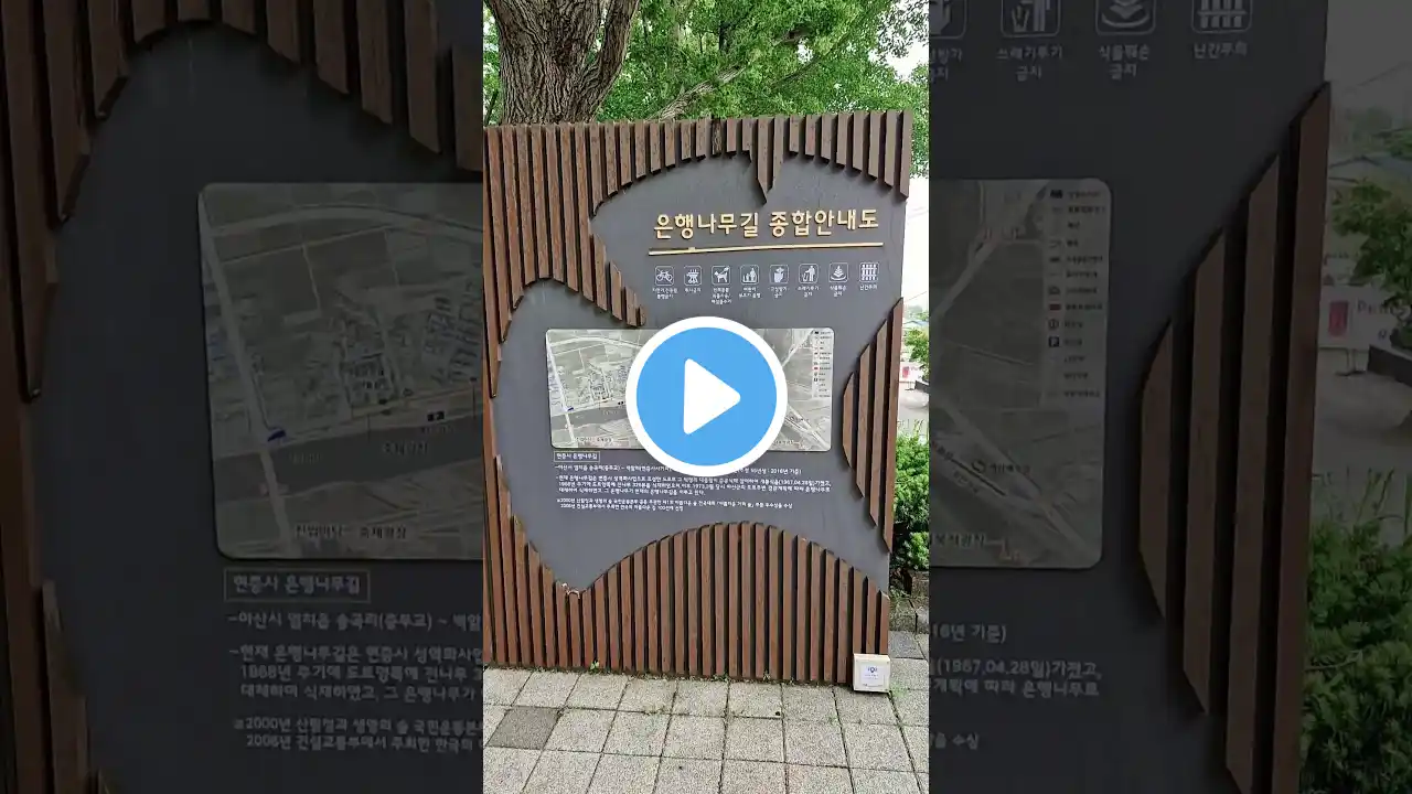 아산 곡교천 은행나무길 2. #골목이 #봄봄봄 #여행 #지속이 #지속이와골목이 #어슬렁거리며 #은행나무길