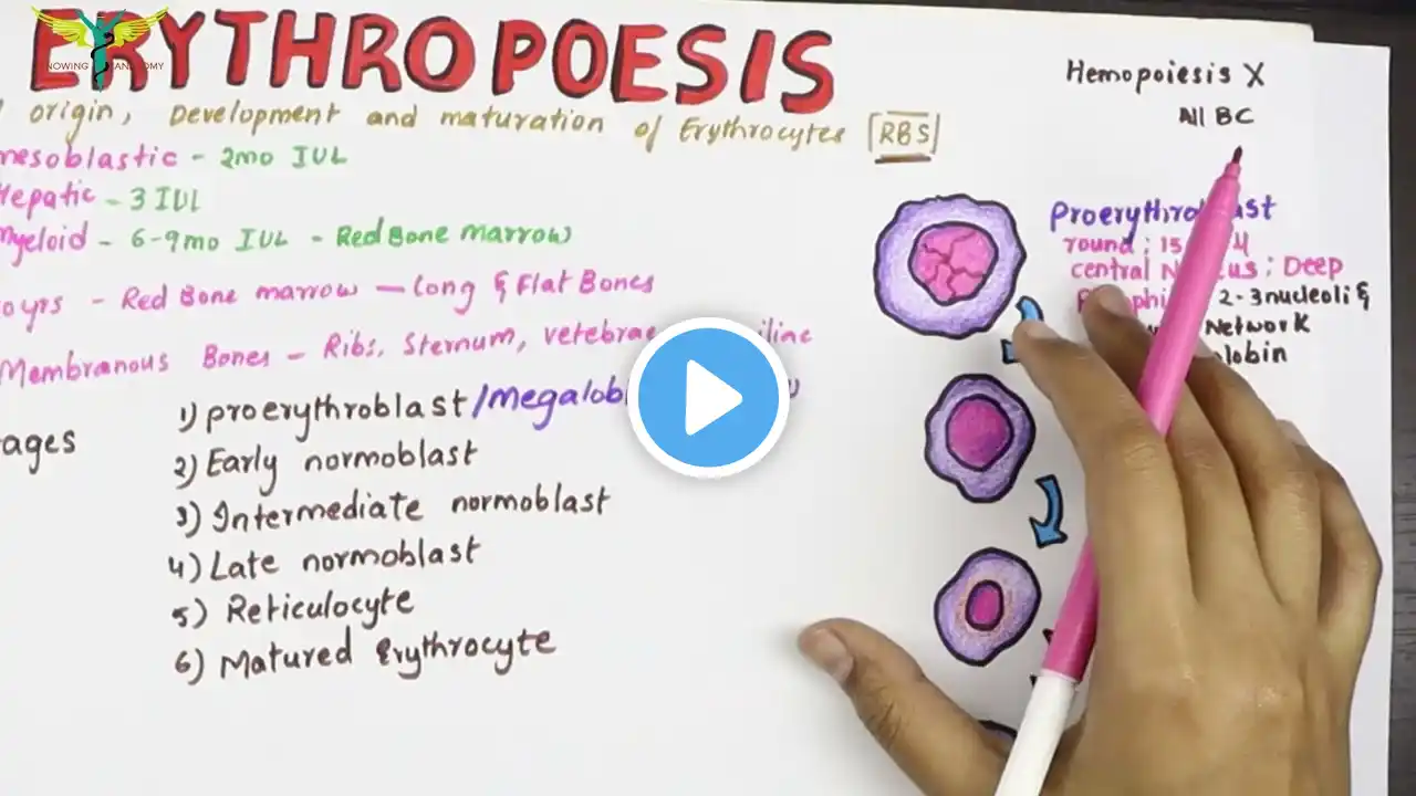 Erythropoesis - Physiology ; Sites and Stages