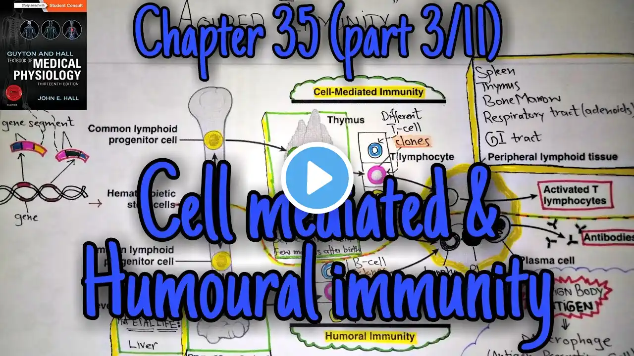 Cell mediated and humoral immunity - chapter 35 (part 3) Guyton and Hall text book of physiology.