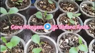 how to sow arabic bidara