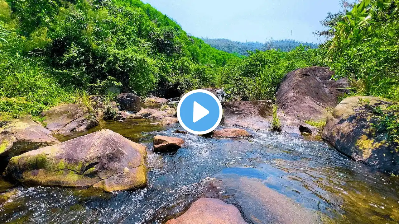 Peaceful Green Forest River 🍃 | Gentle Water Sounds for Meditation & ASMR