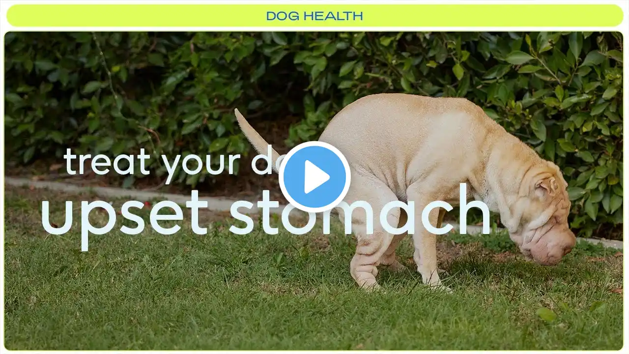 How to treat your dog's upset stomach