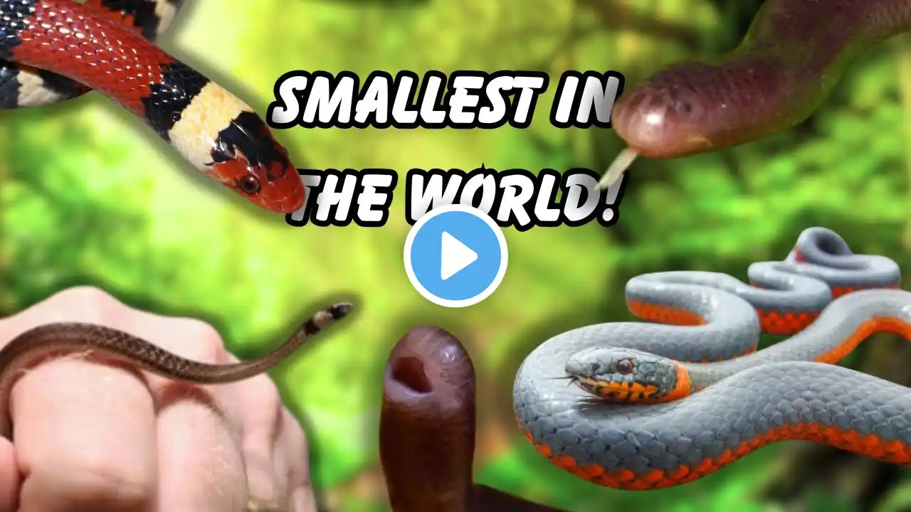 7 TINY Snakes PERFECT For Small Enclosures!!