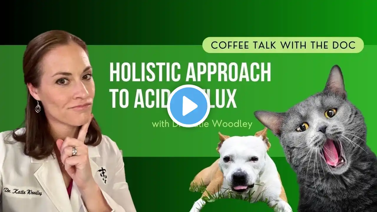 Holistic Approach for Acid Reflux: Natural Remedies to Help Your Pet Feel Better