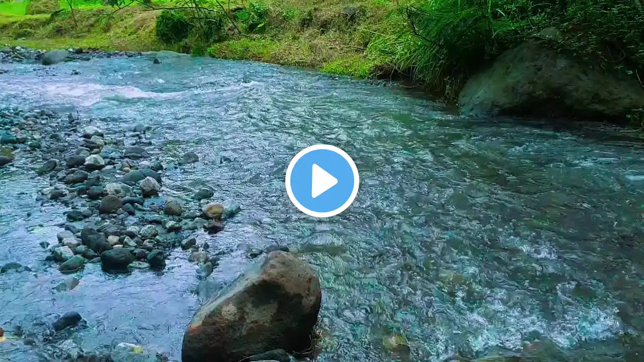 Gentle Stream and Soft Birdsong, Symphony from Green Forest, Calm Sound, Best Relaxing Sounds