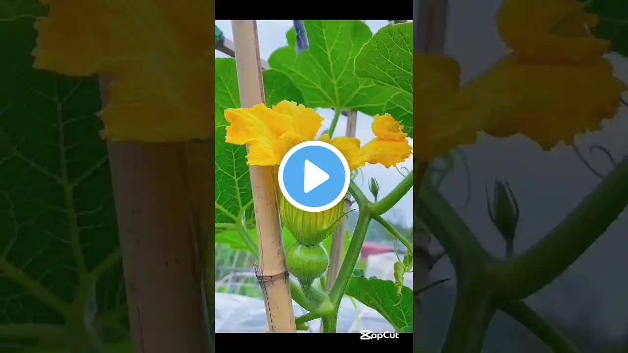 Pumpkin Plant Growing #shorts #agriculture #pumpkin