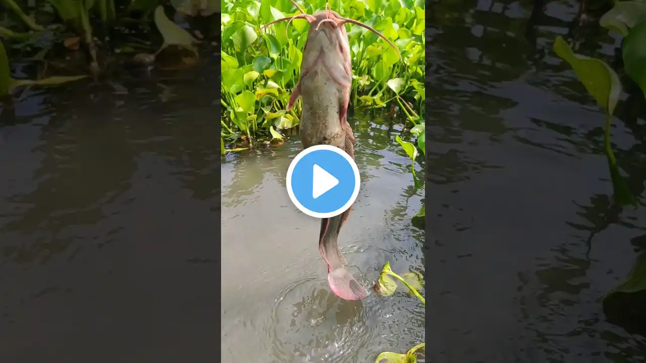 Giant fish catching with plastic bottle. #fypviralシ #fishing #viral #catfish #shorts