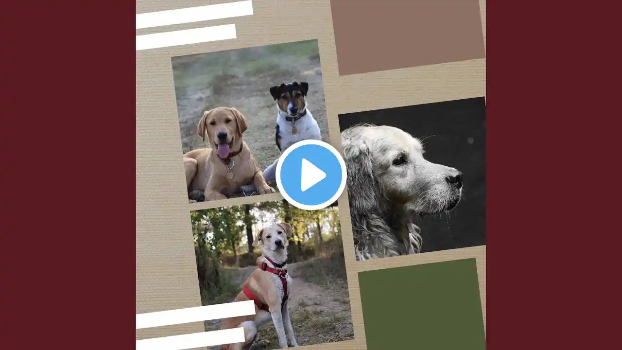 Background for Hanging Out Pups