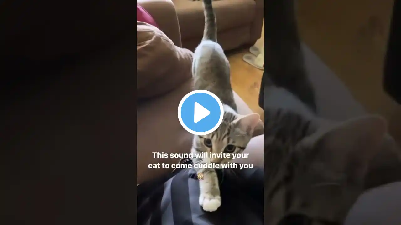 This sound will make your Cat come cuddle with you 🙈