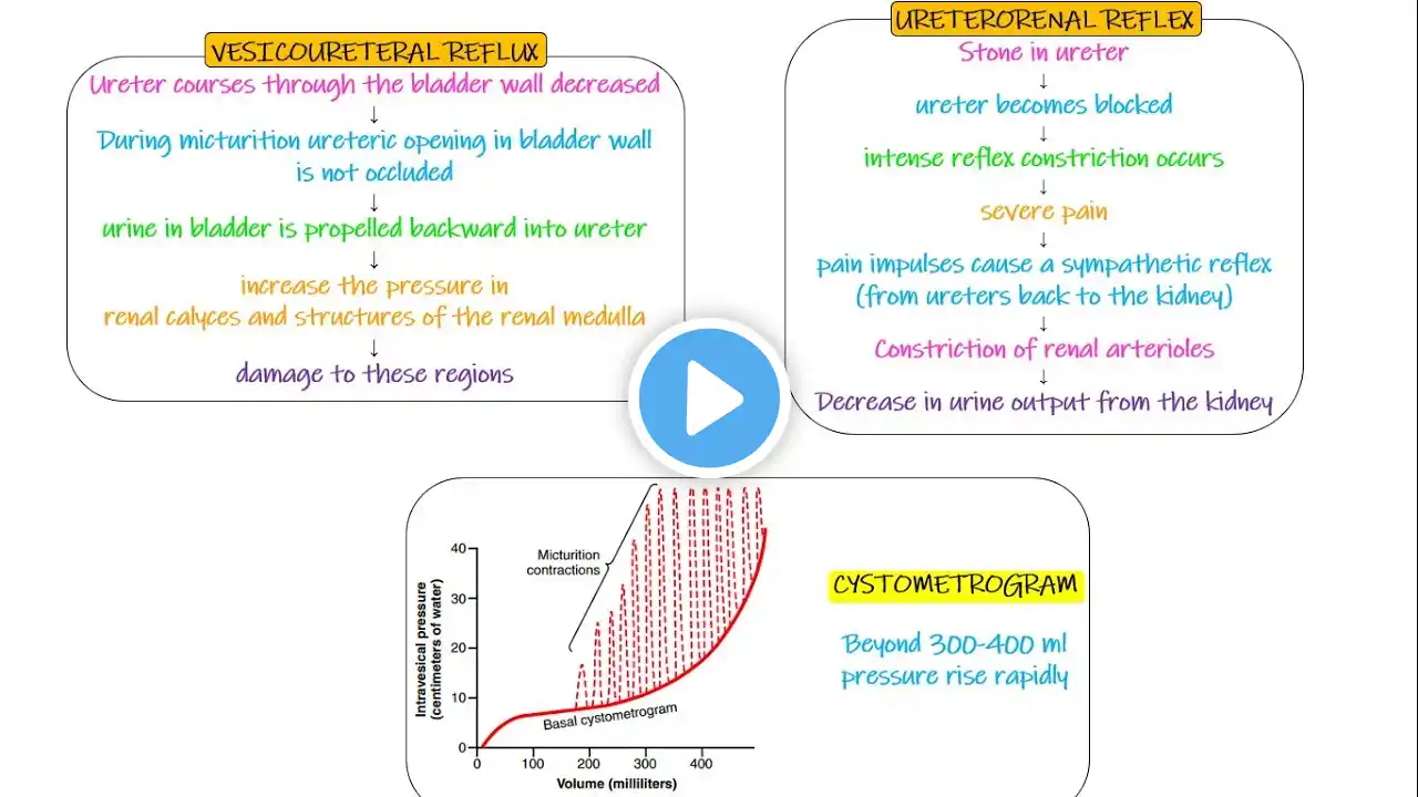 Vesicoureteral Reflex, Ureterorenal Reflex. Chapter 26 part 4. Guyton and Hall Physiology.