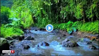 Forest Serenity - Relaxing river sounds for ultimate peace