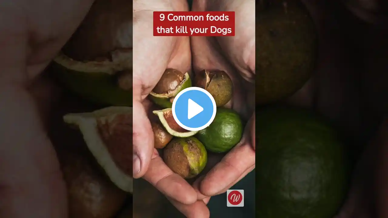 9 common Foods that Kill your dog #health #trending #youtubeshorts #animals