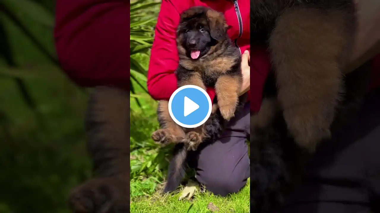 import bloodline long coat puppies #germanshepherd #dog #shortvideo #shorts #short #youtubeshorts