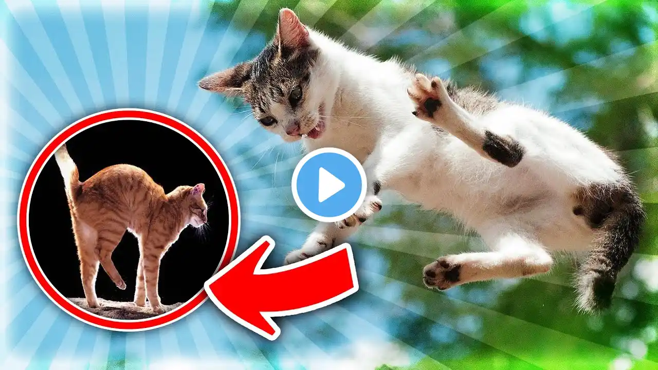 The INSANE Reason Why Cats Always Land On Their Feet