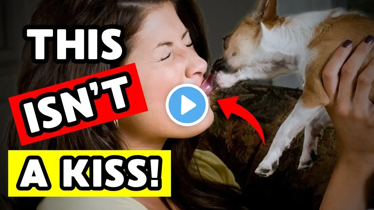 Your dog licks you? Here’s the REAL reason why!