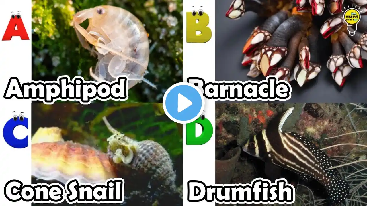 Amazing sea animals | ABC Sea Animals song | English and Animals for Kids | Alphabets Kids Song