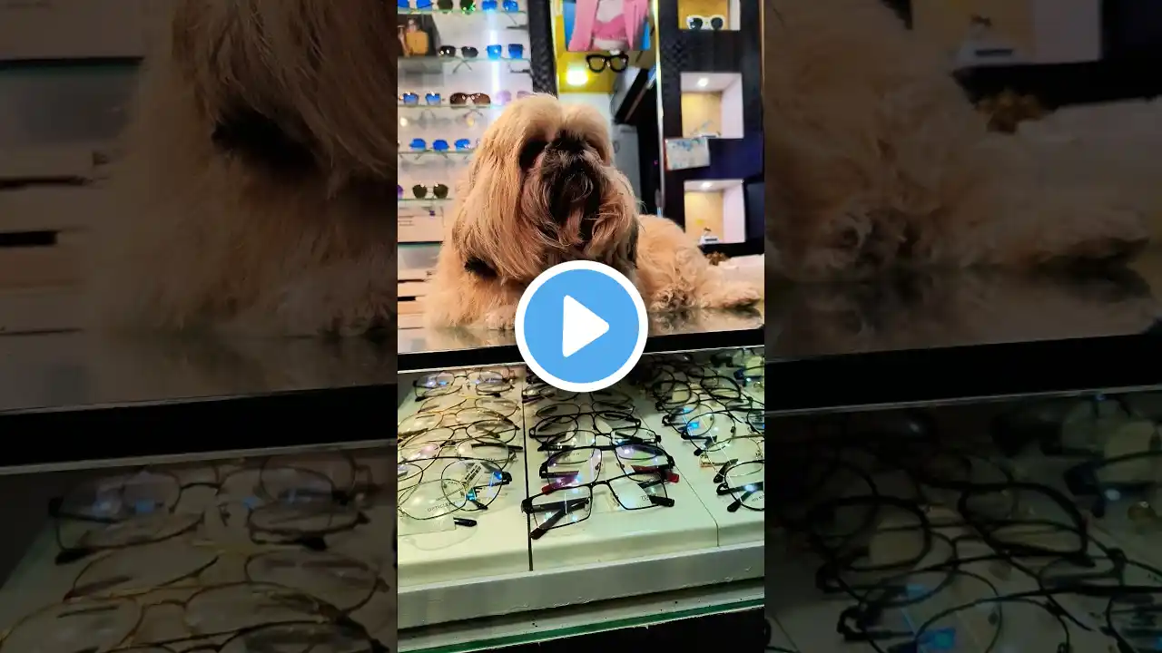 Shih Tzu(Jwala)😄#shorts #trending #youtubeshorts #music #shihtzu #dog #viral #explore #cute