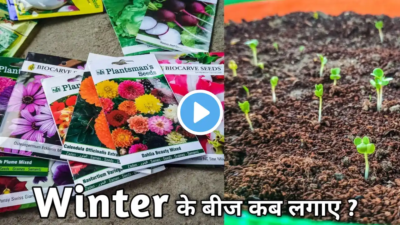 When to start Winter seeds || Winter Season के बीज कब लगाए || Winter Garden Prep - 3