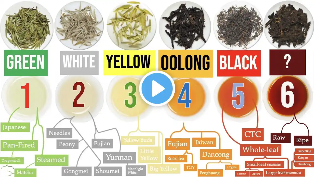 Discover the 6 Tea Types and a WORLD of Awesome Tea Sub-Types | Masterclass on Tea Ch. 1 of 8