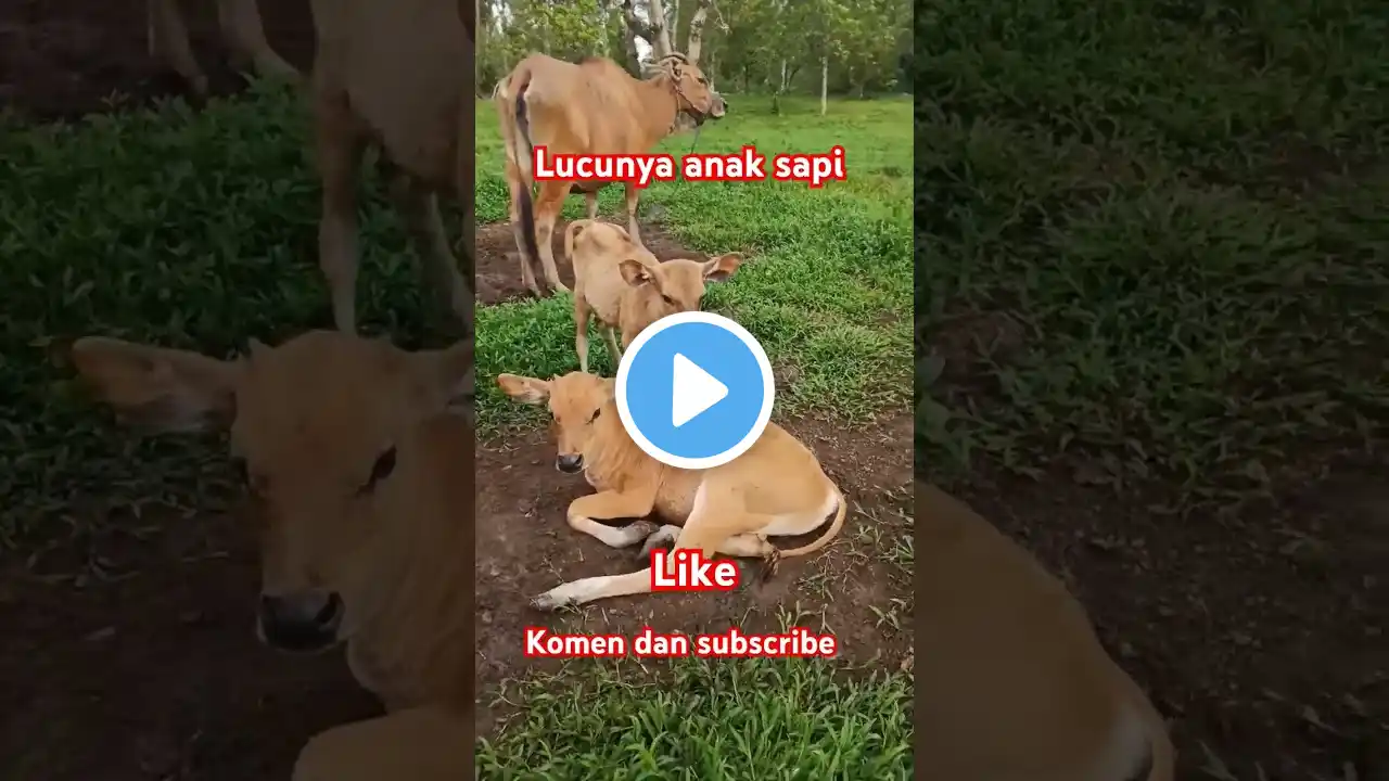 Lucunya anak sapi #trending