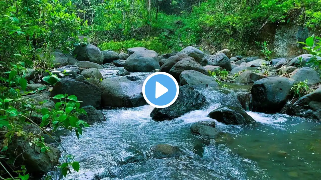 Forest River Nature Sounds-Mountain Stream Waterfall Relaxing Nature Water Sounds for Sleeping 5