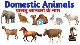 Domestic Animals Name in Hindi & English | Names of pets | Pet animals name | Animals name 2025